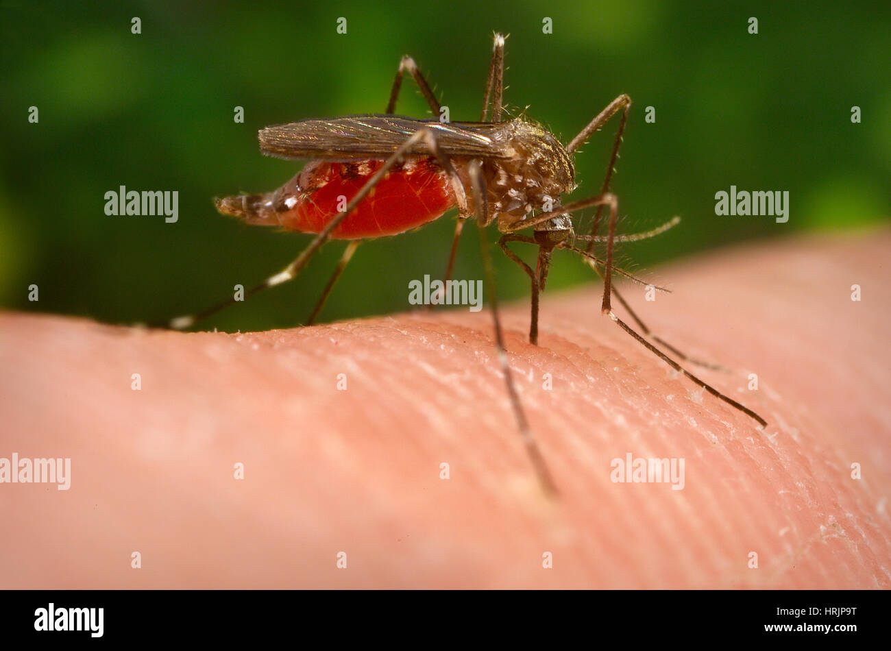 Aedes japonicus, West Nile vettore Foto Stock