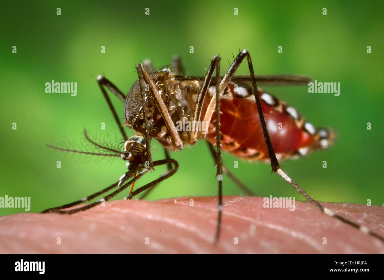Vettore Aedes aegypti, febbre tropicale vettore Foto Stock
