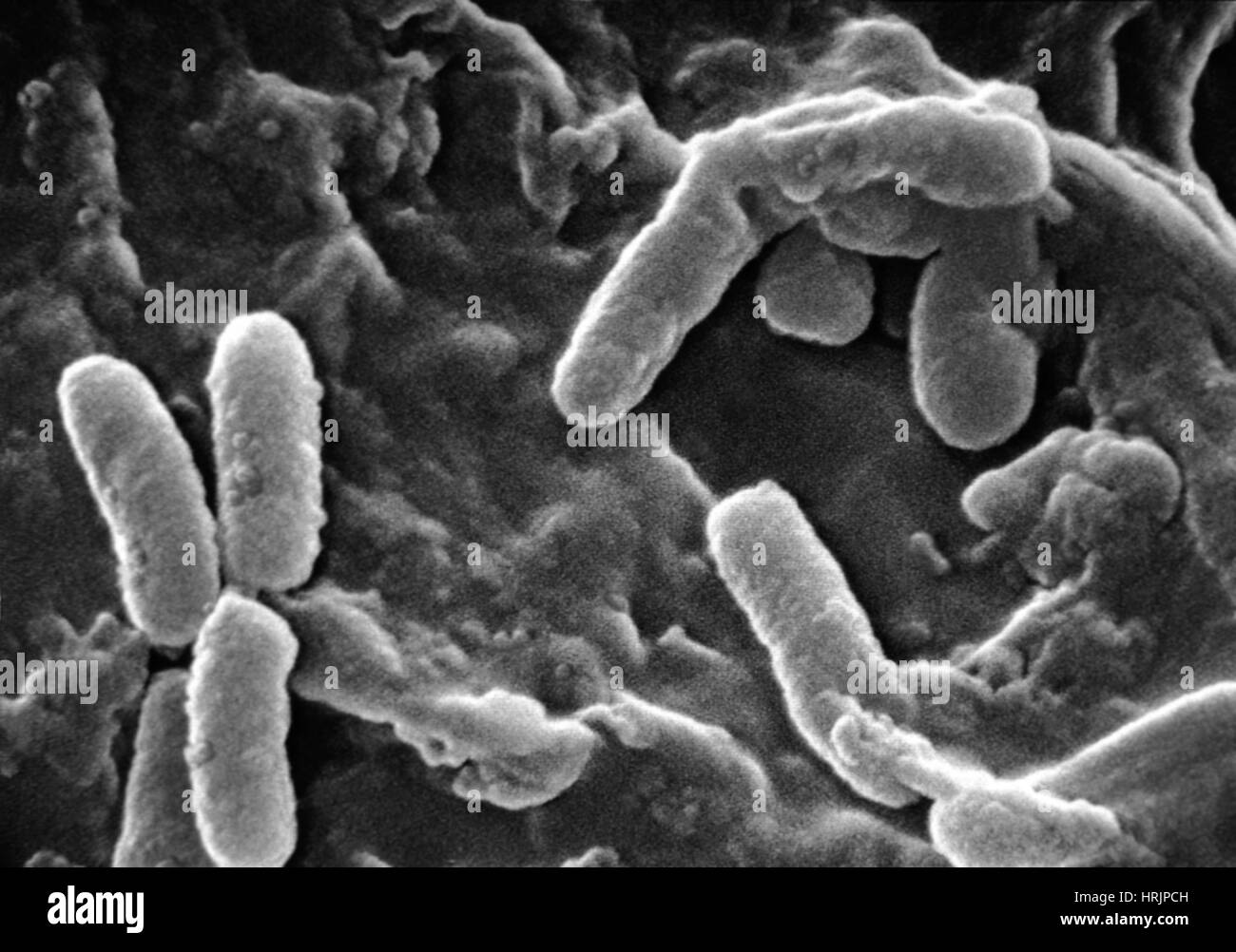 Pseudomonas aeruginosa Foto e Immagini Stock in Bianco e Nero Alamy
