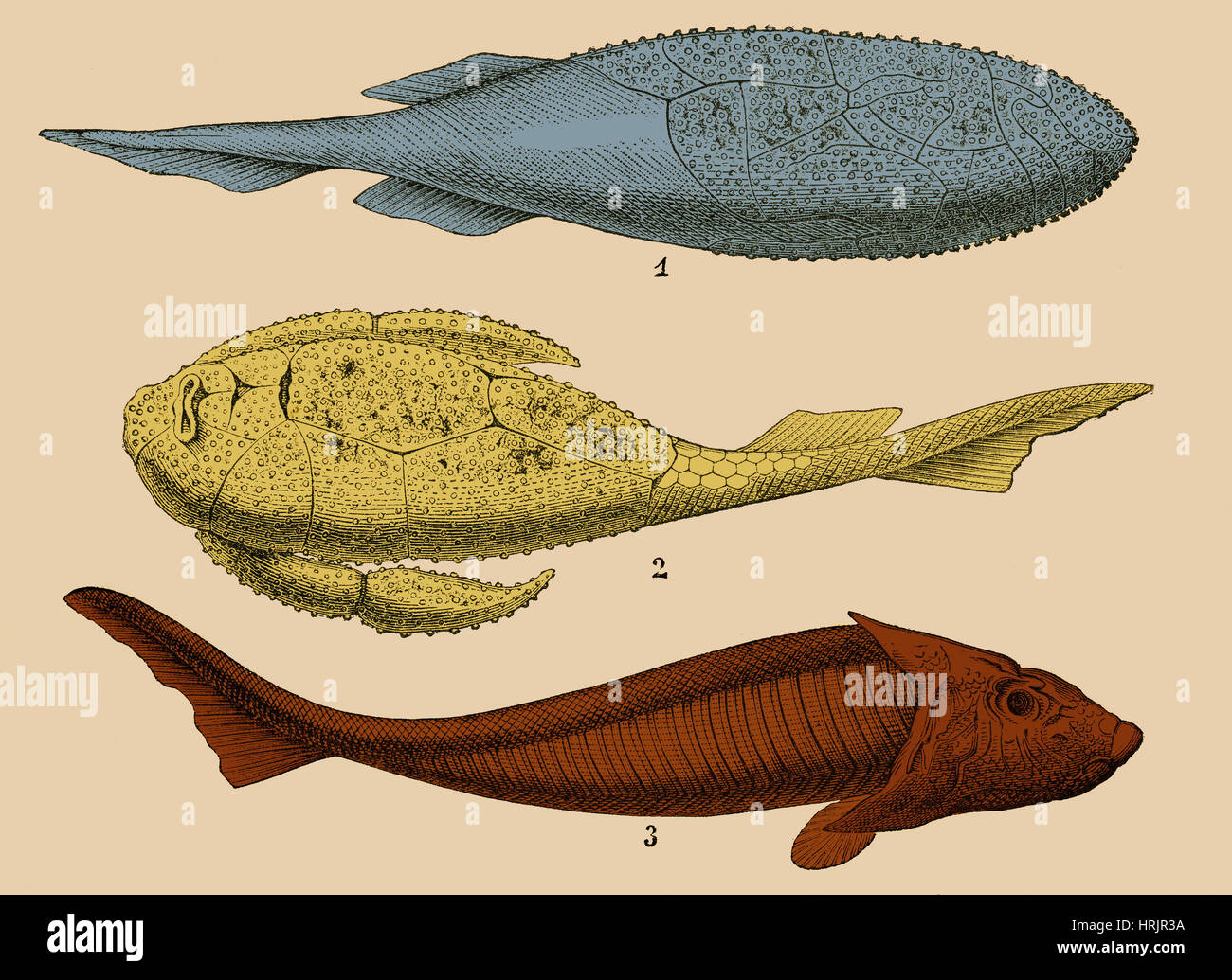 Pesci corazzati, illustrazione Foto Stock