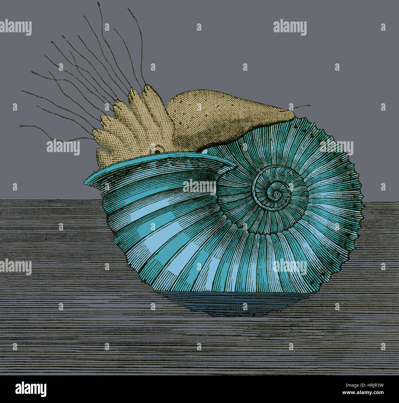 Jurassic ammonita, illustrazione Foto Stock