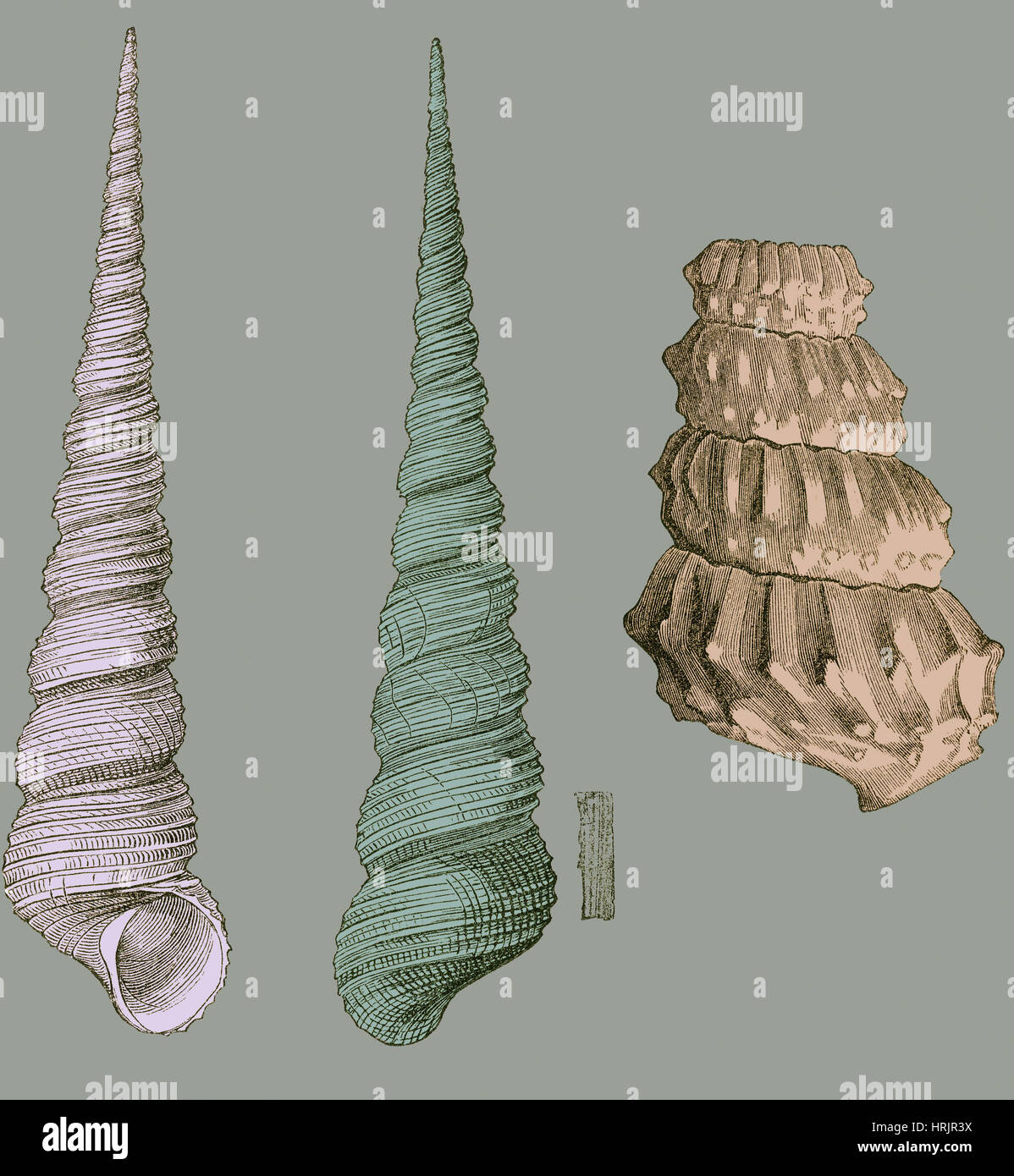 Gasteropode & ammonita, illustrazione Foto Stock