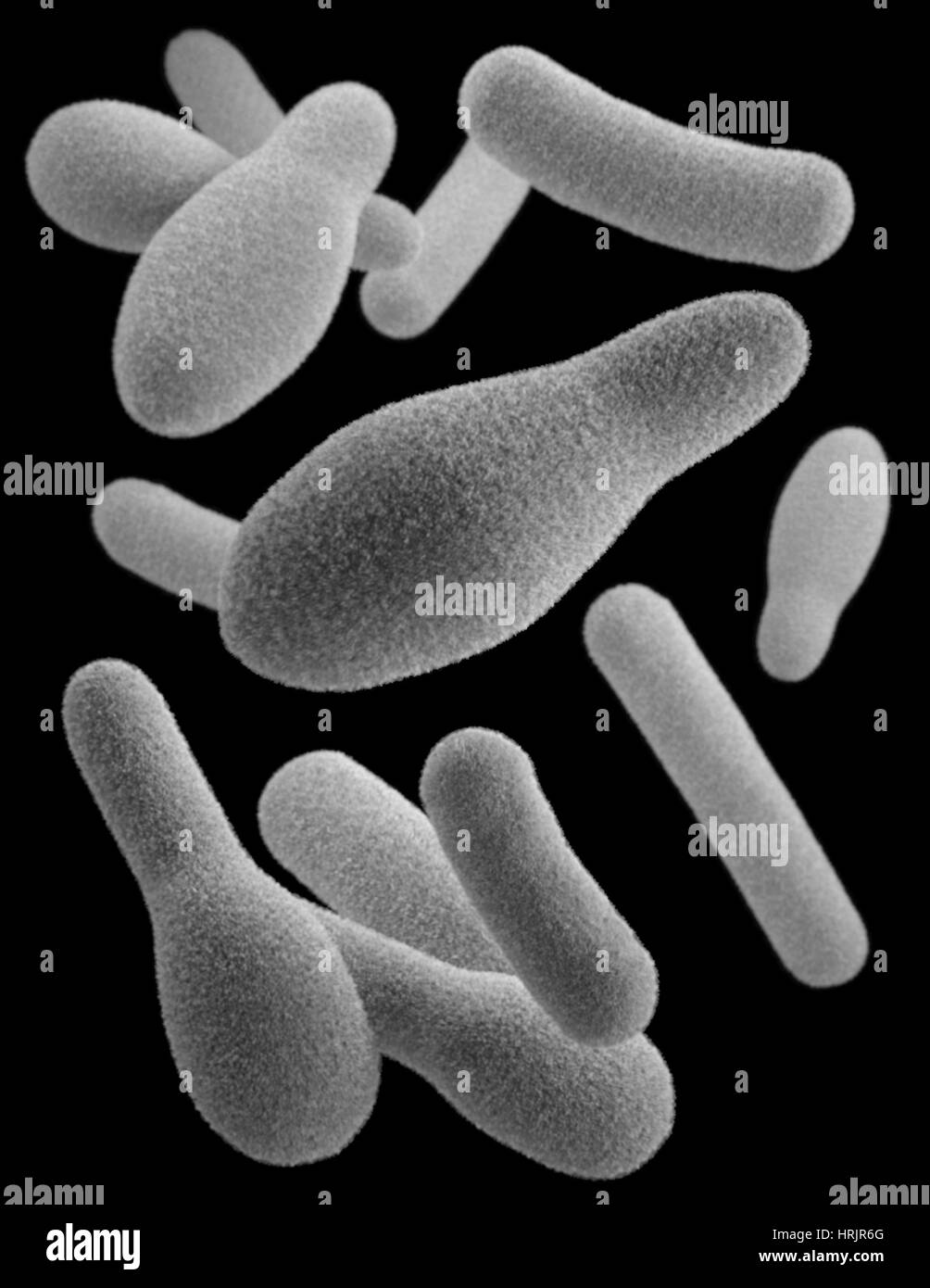 Clostridium, modello 3D Foto Stock