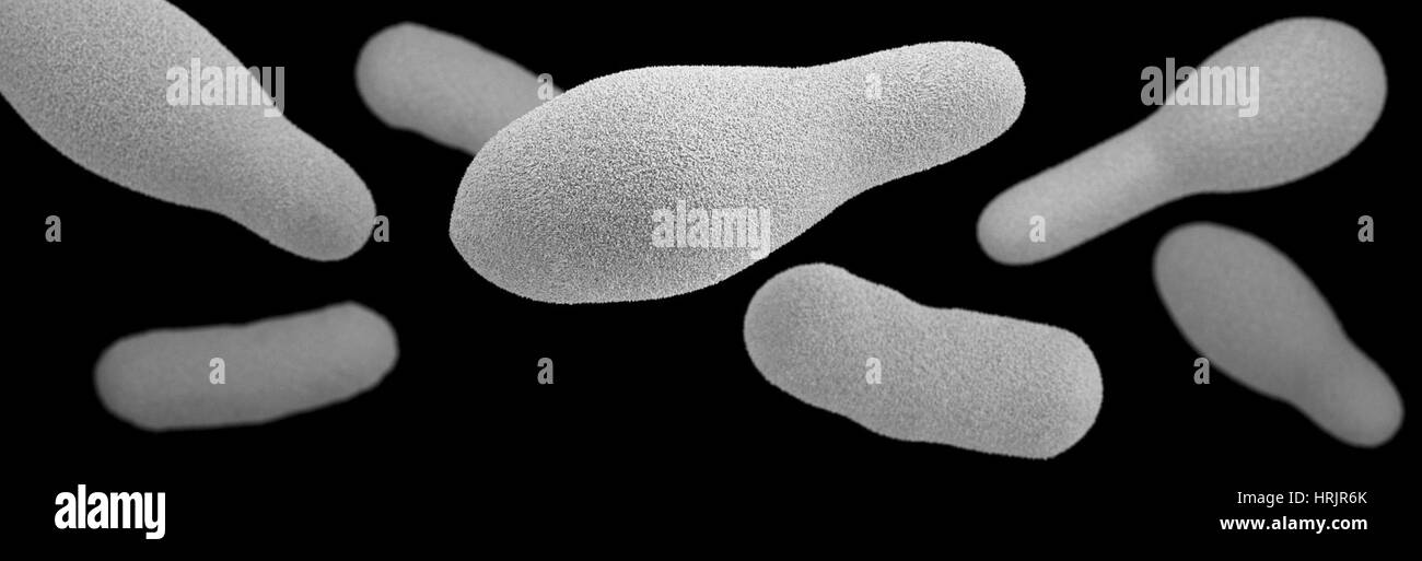 Clostridium, modello 3D Foto Stock