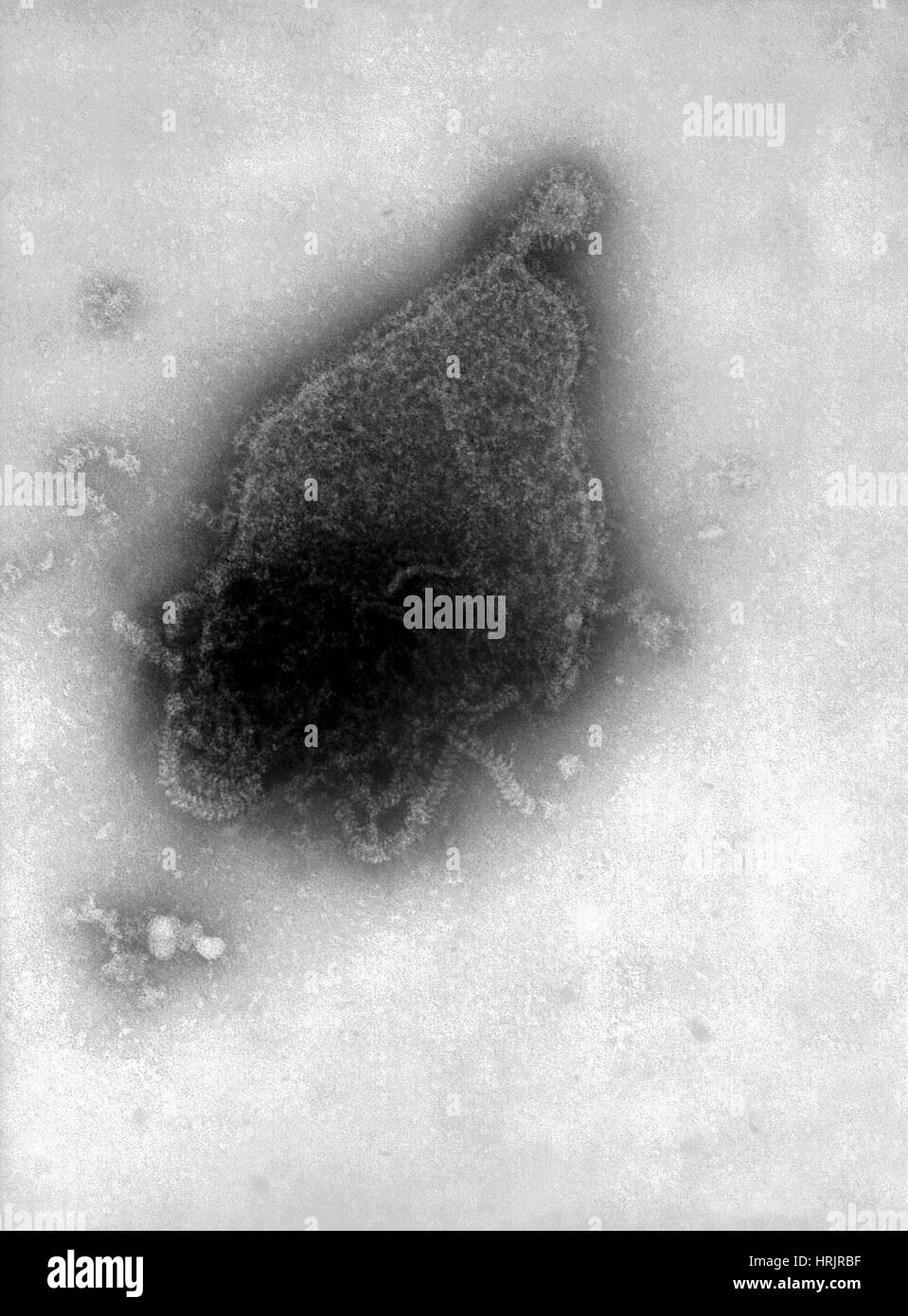 Human Parainfluenza tipo 4A, Virus di TEM Foto Stock