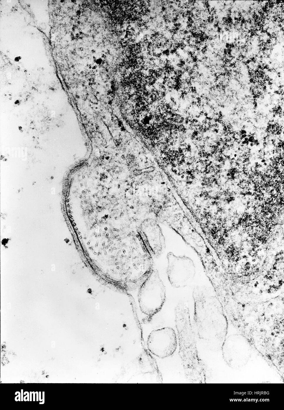 Human Parainfluenza tipo 4A, Virus di TEM Foto Stock