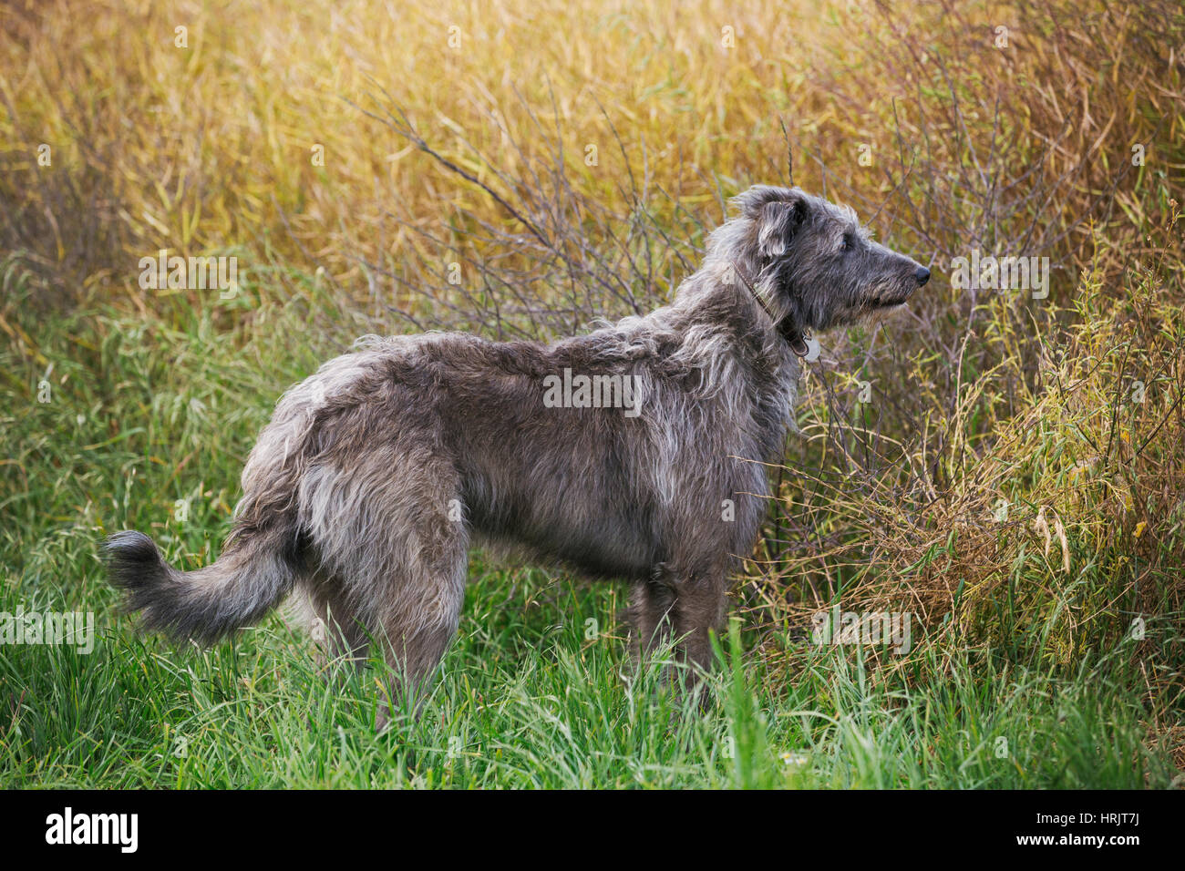 Scottish Deerhound in piedi in un campo. Foto Stock