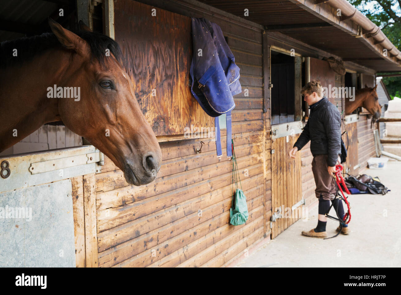 Uomo che indossa abbigliamento da equitazione in piedi da una scatola in stallo in una stalla. Un cavallo guardando fuori della stalla. Foto Stock