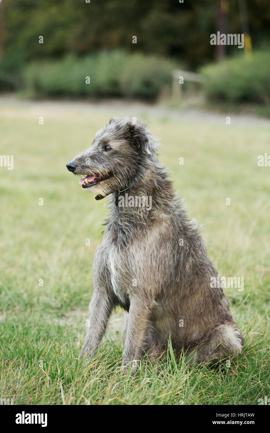 Scottish Deerhound seduto in un campo. Foto Stock