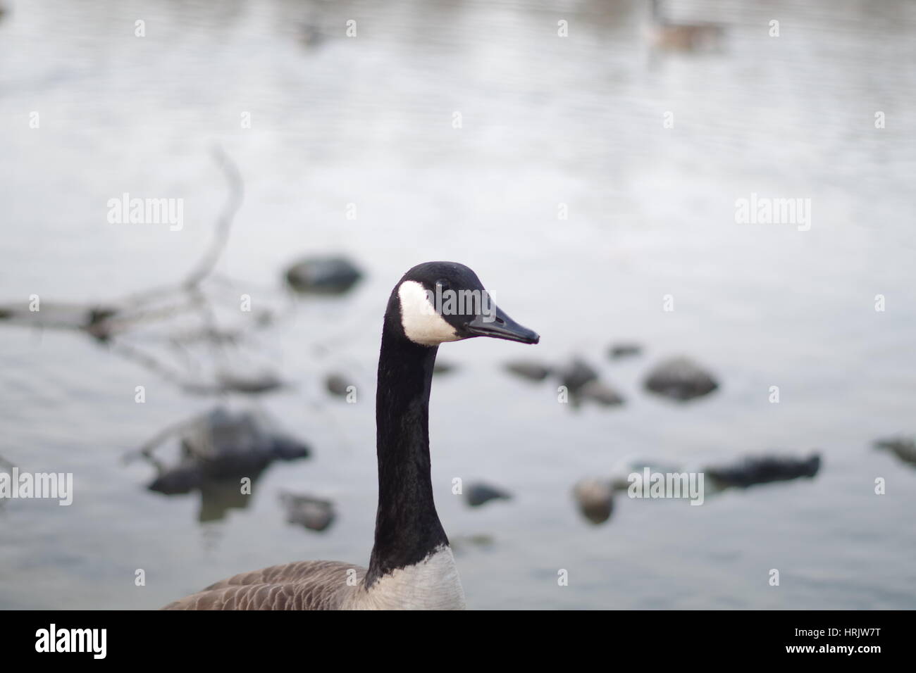 Testa dell'oca Foto Stock