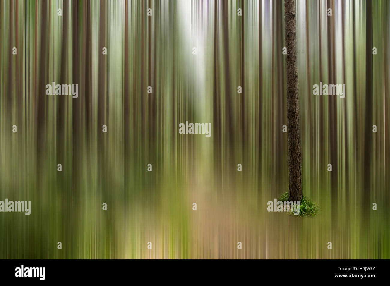 Un singolo albero a fuoco in una sfocatura di movimento per effetto del sole che splende attraverso gli alberi su un sentiero di bosco in Scozia la creazione di linee lisce di colore della natura Foto Stock