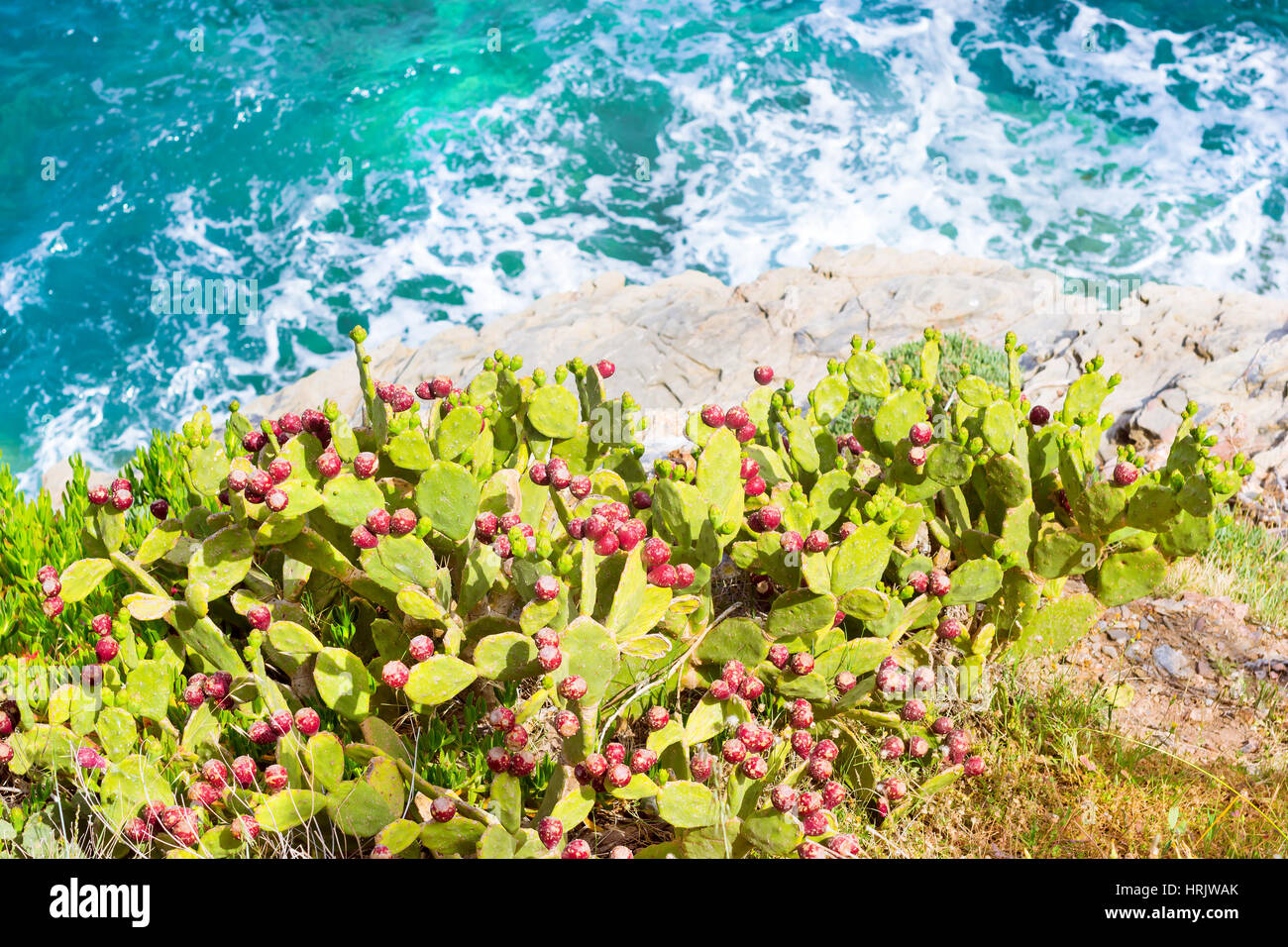 Cactus fioriti crescente sulla scogliera rocciosa della riva del mare. Le onde rompono sulla spiaggia rocciosa. Tourist beach resort nel villaggio di Bali, Creta, Grecia, Foto Stock