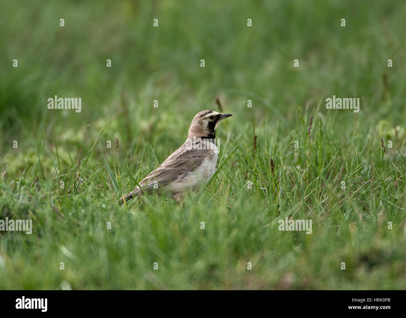 Femmina Lark cornuto gara orientale Eremophila alpestris Turchia meridionale Foto Stock