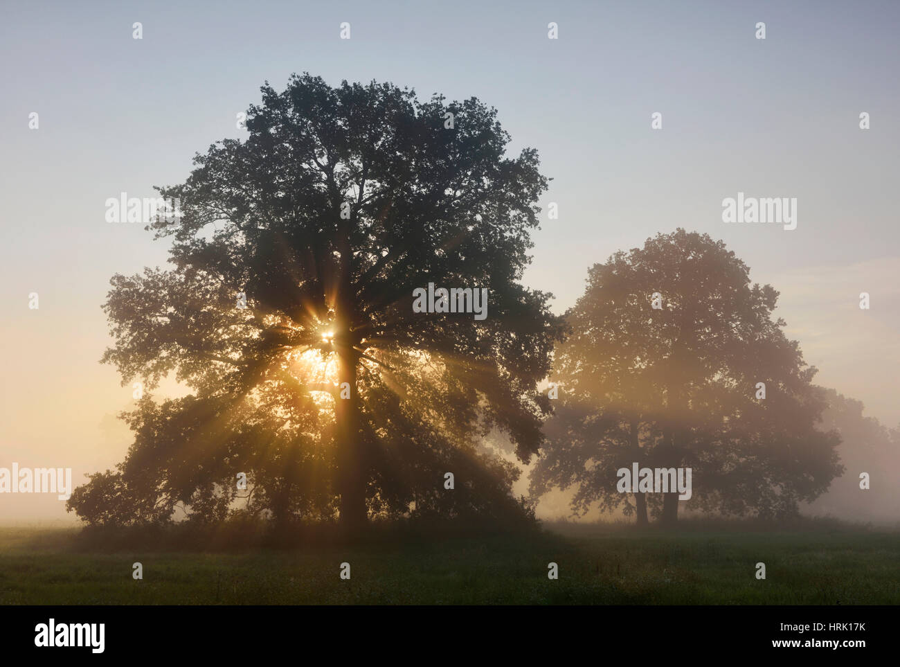 Solitaria quercia, farnia (Quercus robur), sul fiume Elba terreni alluvionali di sunrise, atmosfera di nebbia Foto Stock