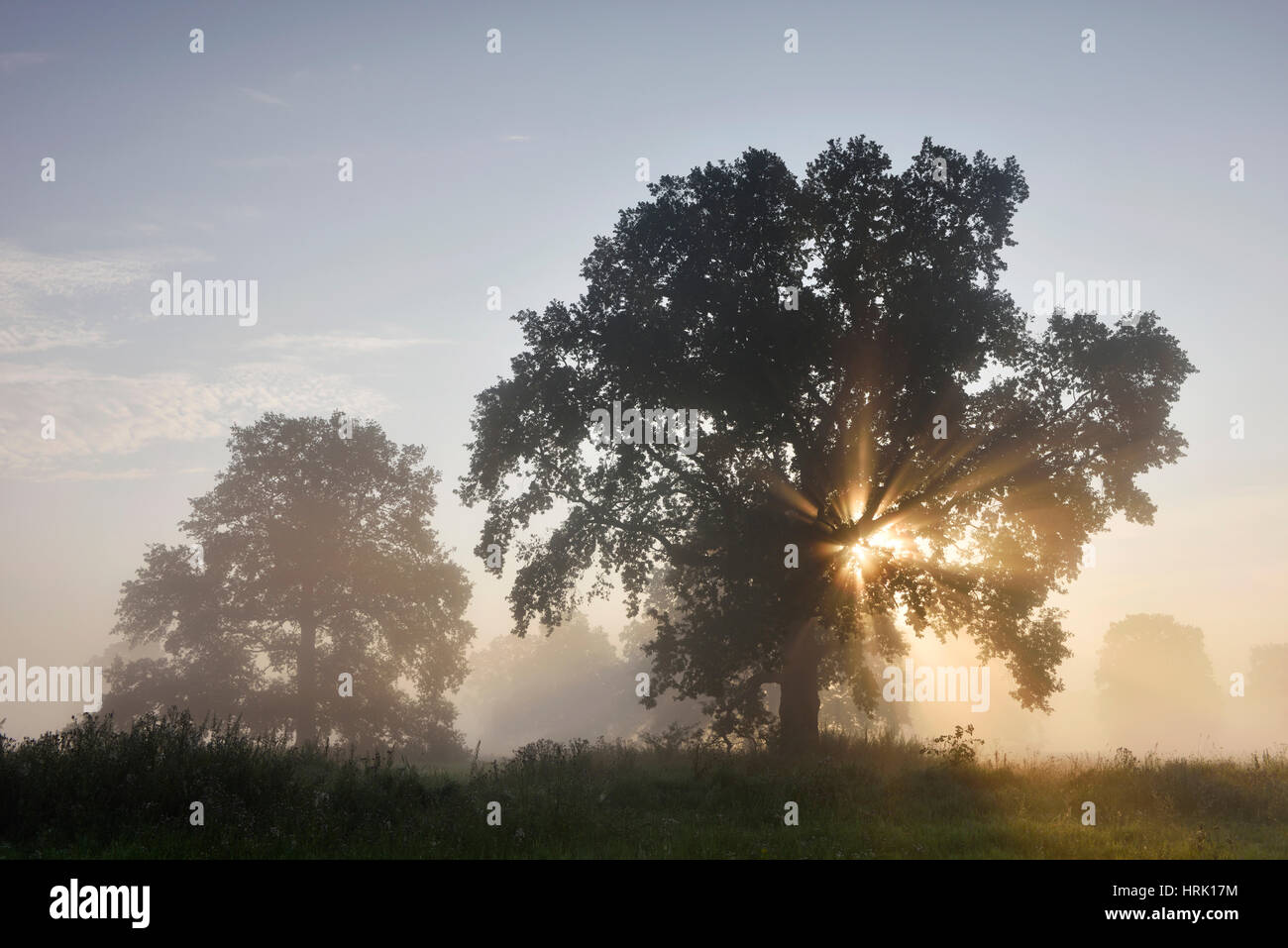 Solitaria quercia, farnia (Quercus robur),Fiume Elba terreni alluvionali di sunrise, Sunray, atmosfera di nebbia Foto Stock
