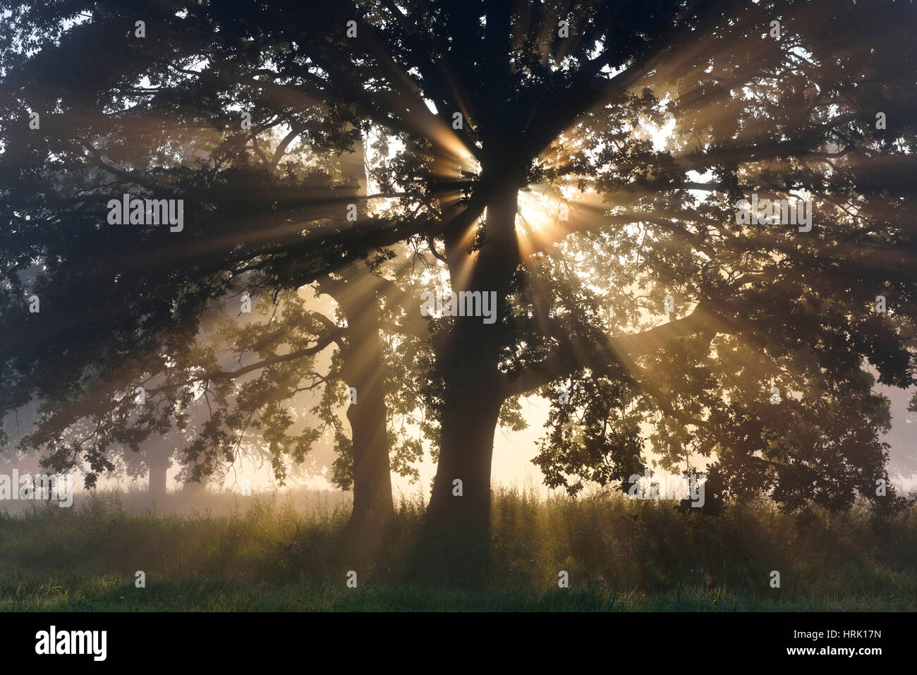 Solitaria quercia, farnia (Quercus robur) con raggi solari, sul fiume Elba terreni alluvionali di sunrise, atmosfera di nebbia Foto Stock