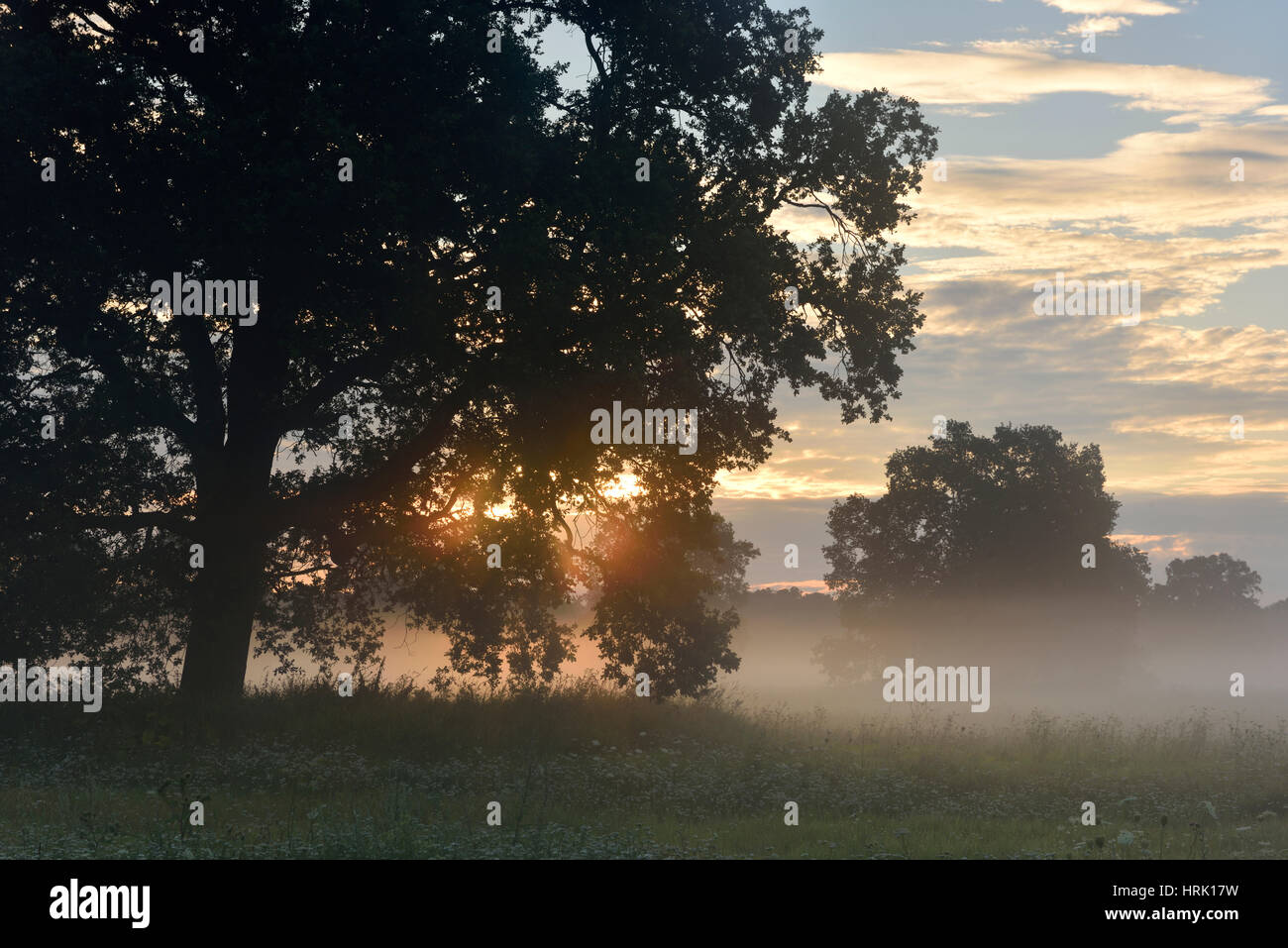 Solitaria quercia, farnia (Quercus robur), sul fiume Elba terreni alluvionali di sunrise, atmosfera di nebbia Foto Stock