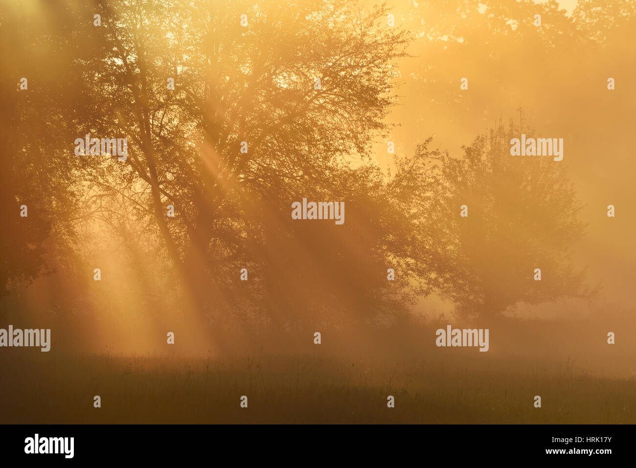 Raggi di sole, sul fiume Elba terreni alluvionali di sunrise, atmosfera di nebbia, Riserva della Biosfera dell'Elba centrale, Sassonia-Anhalt, Germania Foto Stock