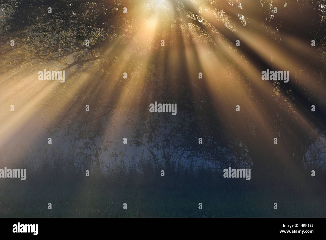 Raggi di sole, sul fiume Elba terreni alluvionali di sunrise, atmosfera di nebbia, Riserva della Biosfera dell'Elba centrale, Sassonia-Anhalt, Germania Foto Stock