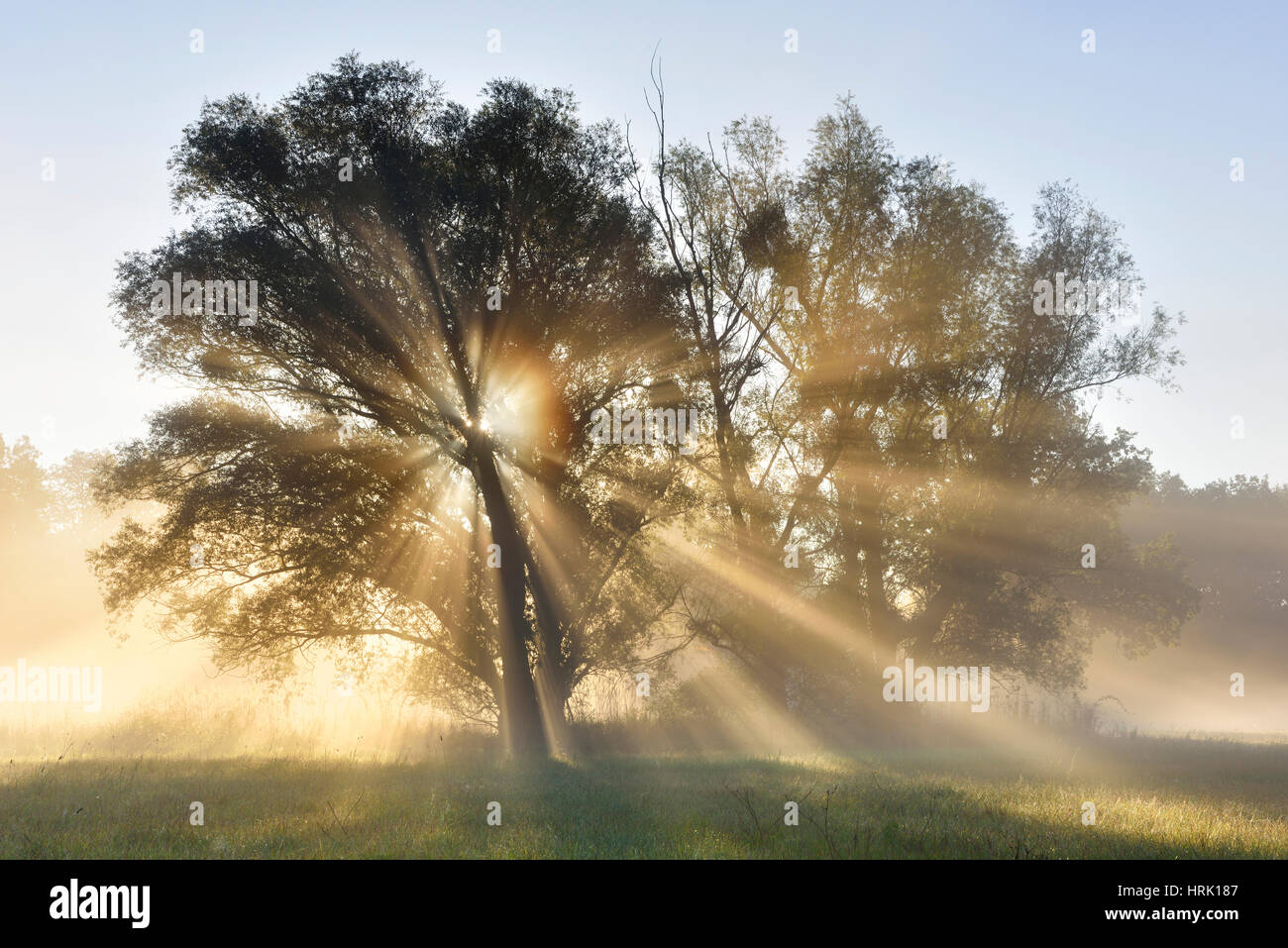 Raggi di sole che splende attraverso gli alberi, Fiume Elba terreni alluvionali di sunrise, atmosfera di nebbia, Riserva della Biosfera dell'Elba centrale Foto Stock