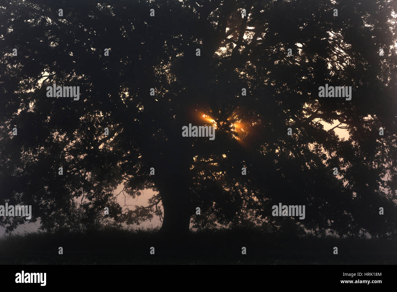 Solitaria quercia, farnia (Quercus robur), sul fiume Elba terreni alluvionali di sunrise, atmosfera di nebbia Foto Stock