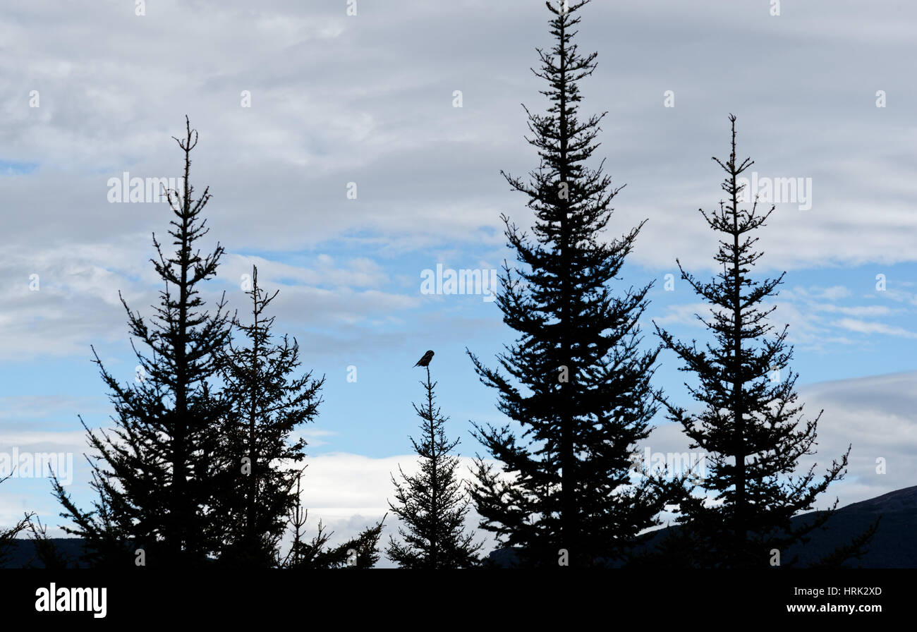 Northern hawk owl (surnia ulula) appollaiato sulla cima di un albero nel Parc de la Gaspesie, Quebec, Canada Foto Stock