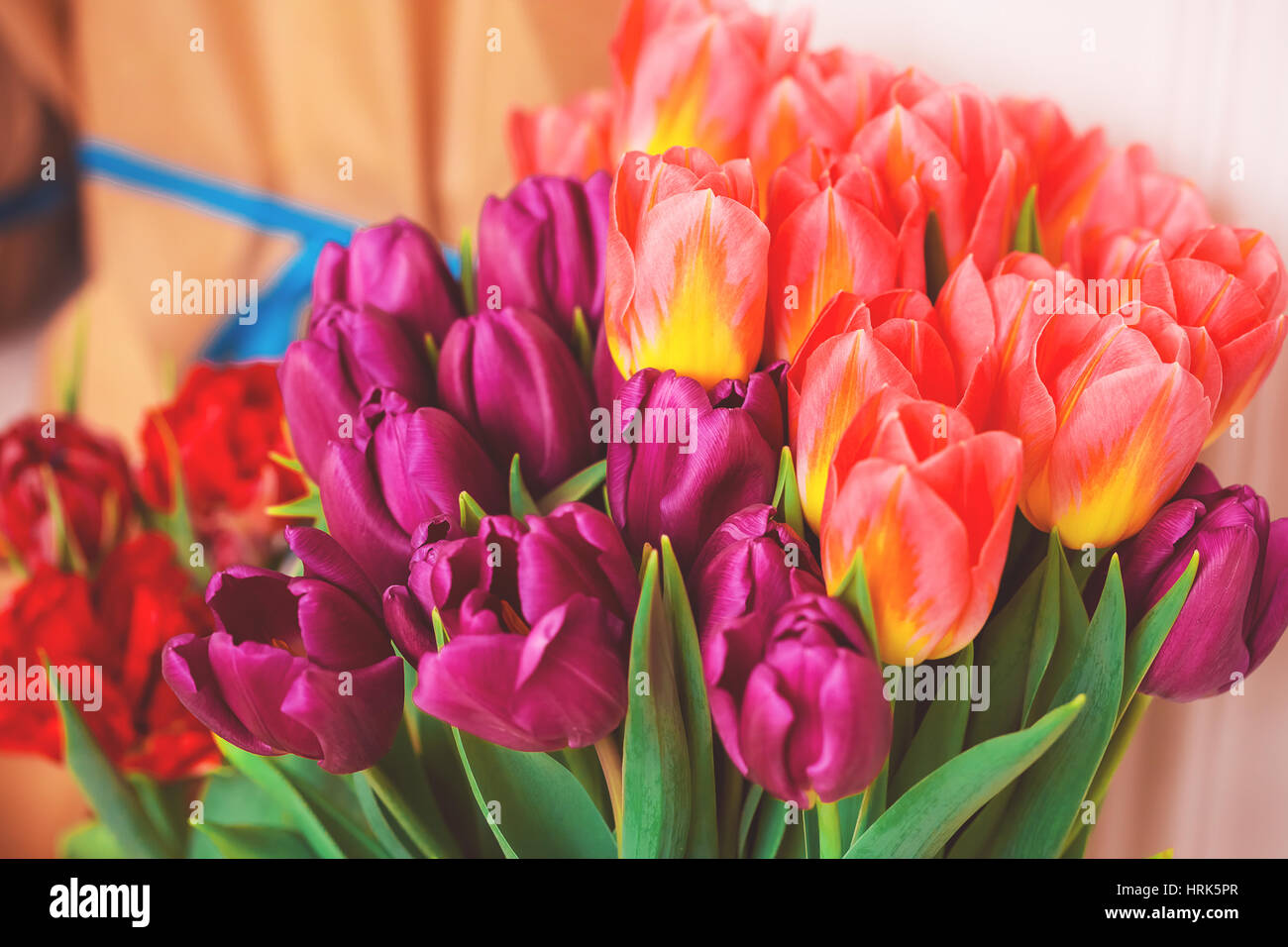 Bella rosa e viola i tulipani. Un mazzo di fiori per il 8 marzo o il giorno di San Valentino Foto Stock