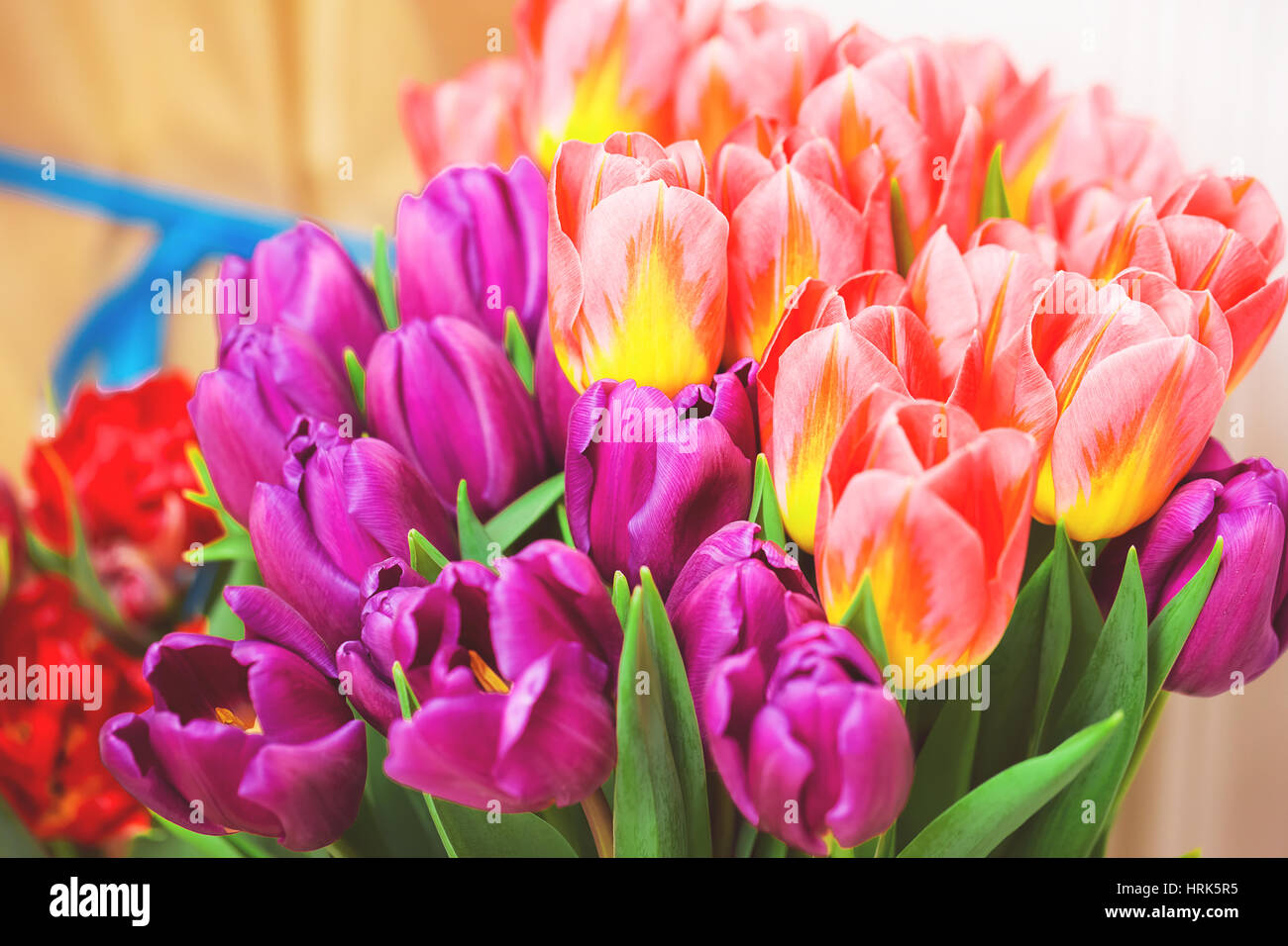 Bella rosa e viola i tulipani. Un mazzo di fiori per il 8 marzo o il giorno di San Valentino Foto Stock