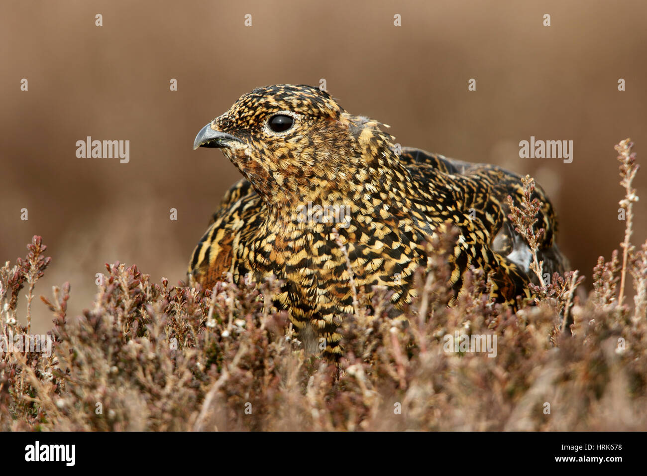 Red Grouse, Lagopus lagopus scotica, una golden punteggiate di uccello femmina, mantenendo in basso nell'heather Foto Stock