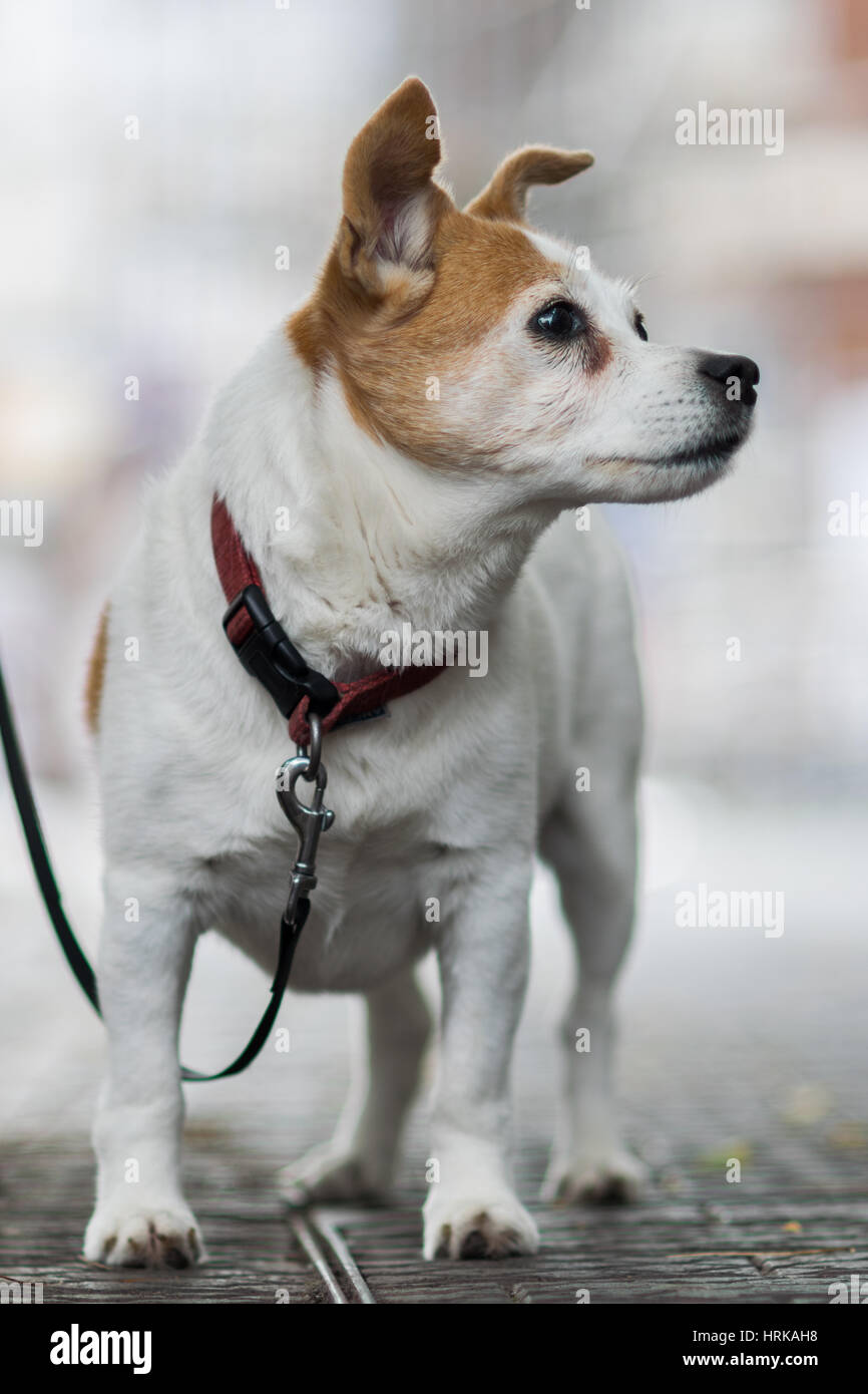 Jack Russell su una derivazione Foto Stock