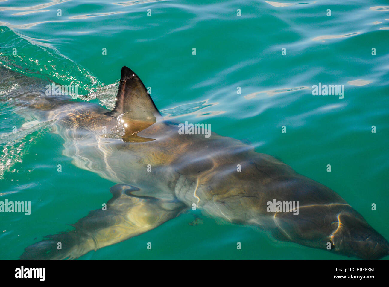 La pinna di squalo bianco taglia attraverso l'acqua, Gansbaai, Sud Africa Foto Stock