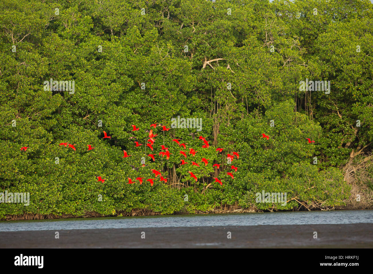 Scarlet Ibis (Eudocimus ruber). In volo per sono ' appollaiati sito tra le mangrovie. Caroni Swamp. Trinidad. Caraibi meridionali. Indie Occidentali. WI Foto Stock