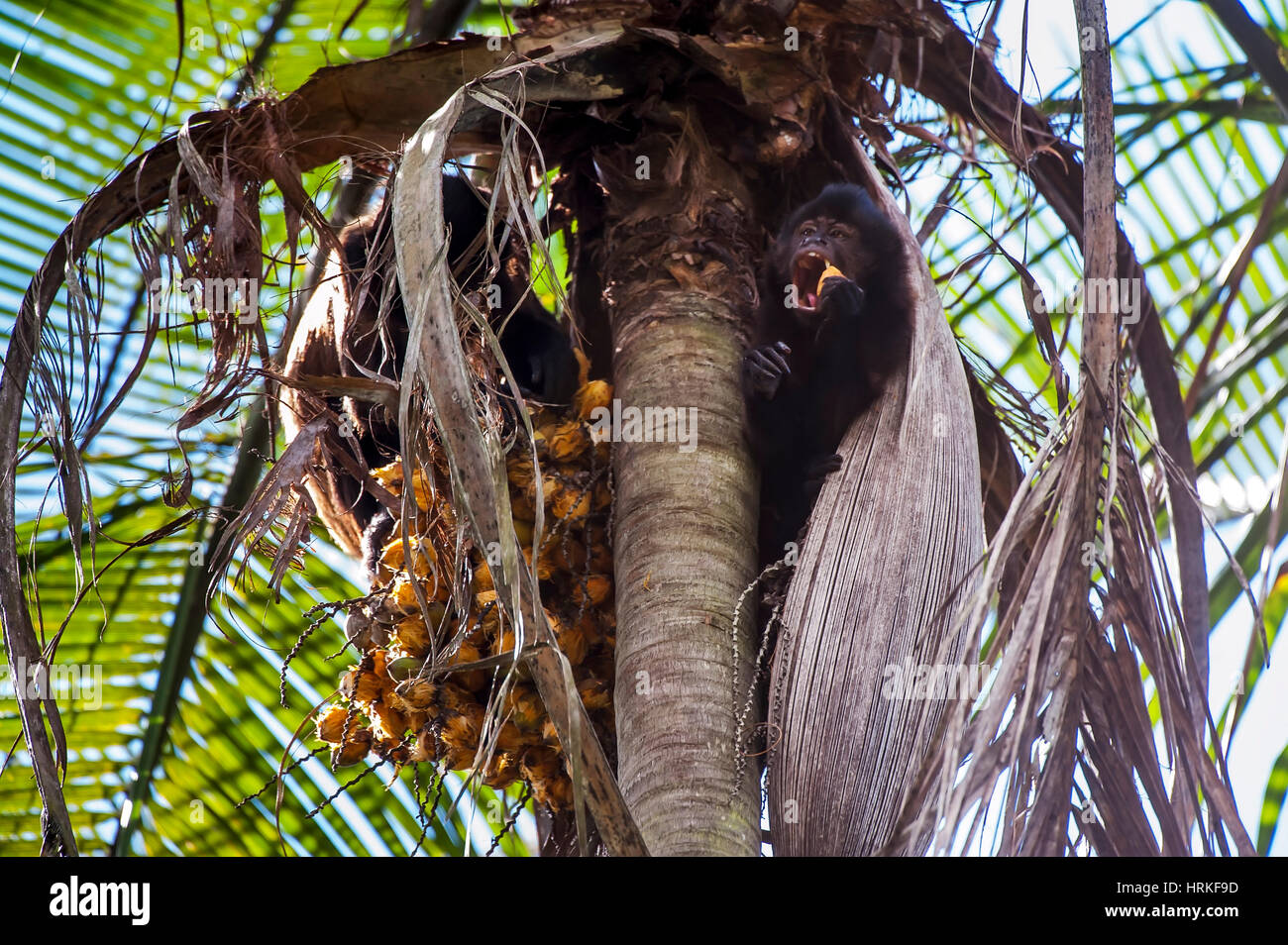 Crested cappuccino (Sapajus robustus) minacciati di estinzione, fotografato in Linhares / Sooretama, Espirito Santo - a sud-est del Brasile. Atlantic per Foto Stock