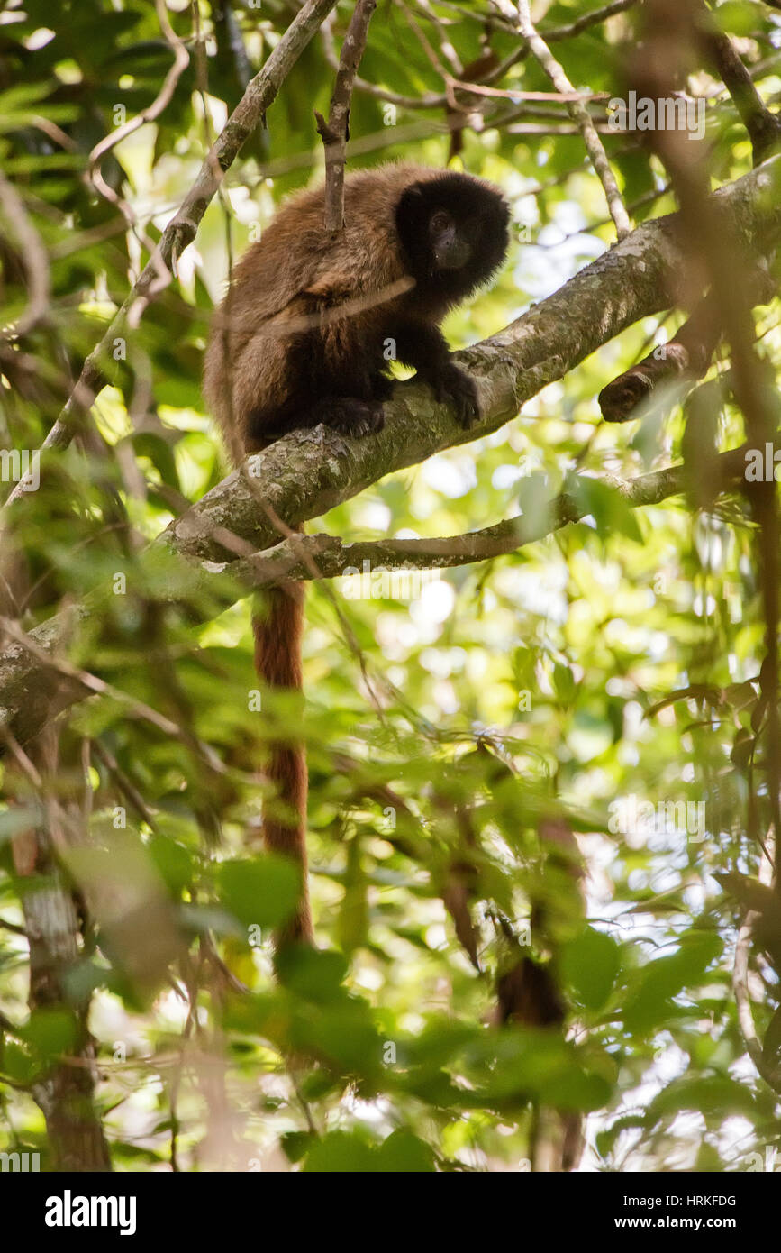 Mascherato scimmia Titi (Callicebus personatus), fotografato in Domingos Martins, Espirito Santo - Brasile. Foresta atlantica Biome. Animale selvatico. Foto Stock