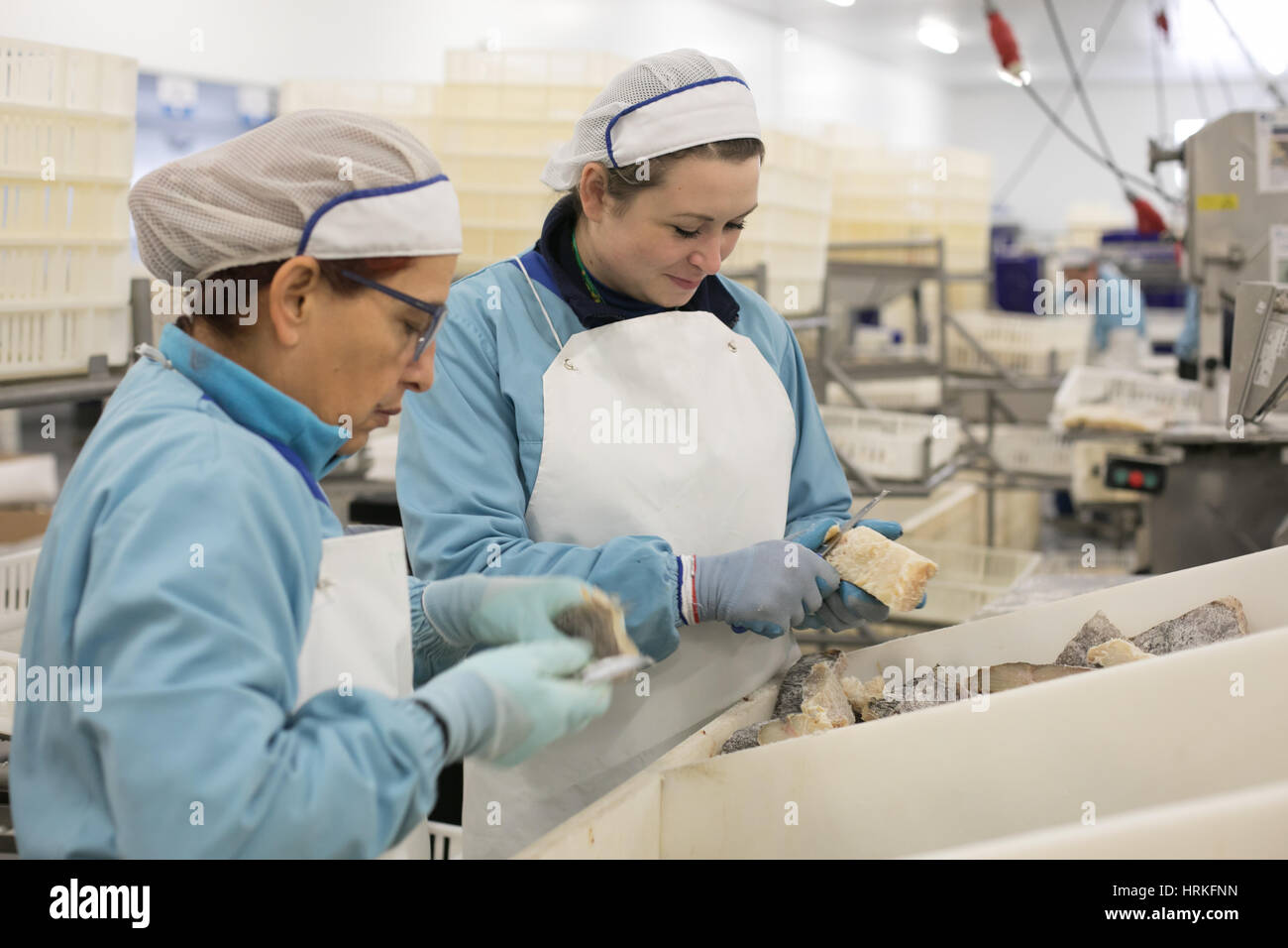 Lavoratori preparando la tradizionale salate e secche cod a Riberalves un importante produttore di entrambi congelati e tradizionali di merluzzo, in moita, Portogallo. Foto Stock