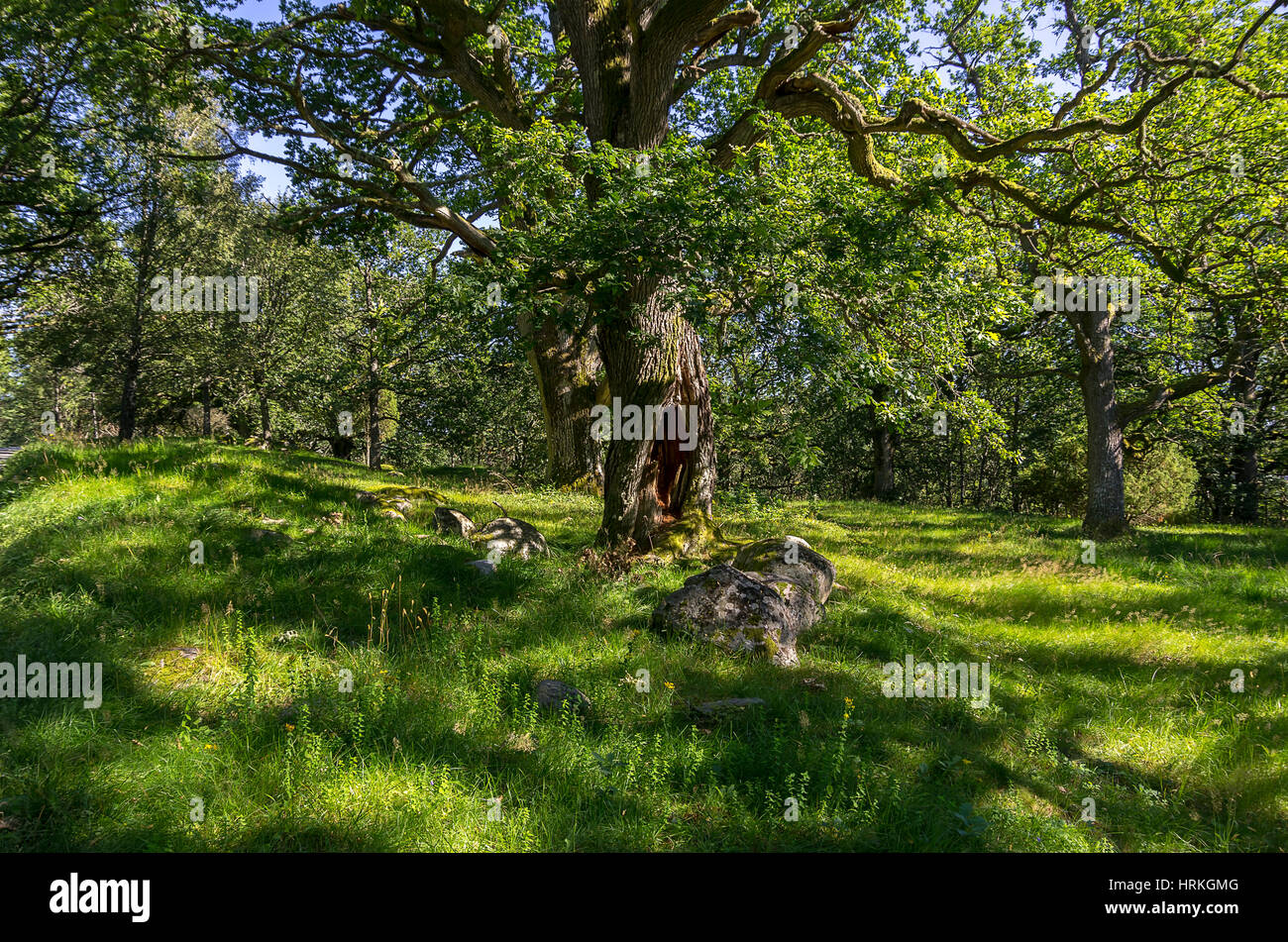 Luogo alberato di querce intorno Stromstad, Bohuslan County, Svezia. Foto Stock