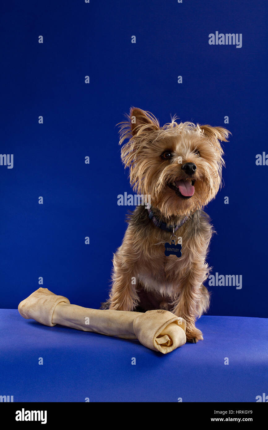 Yorkie con un osso Foto Stock