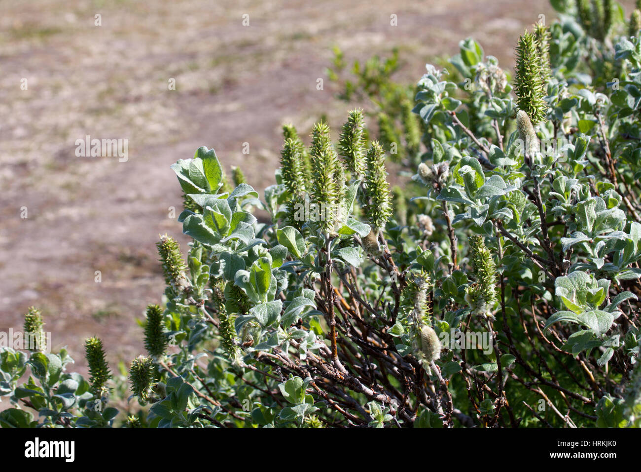 Lanosi willow crescente nel nord della Norvegia Foto Stock