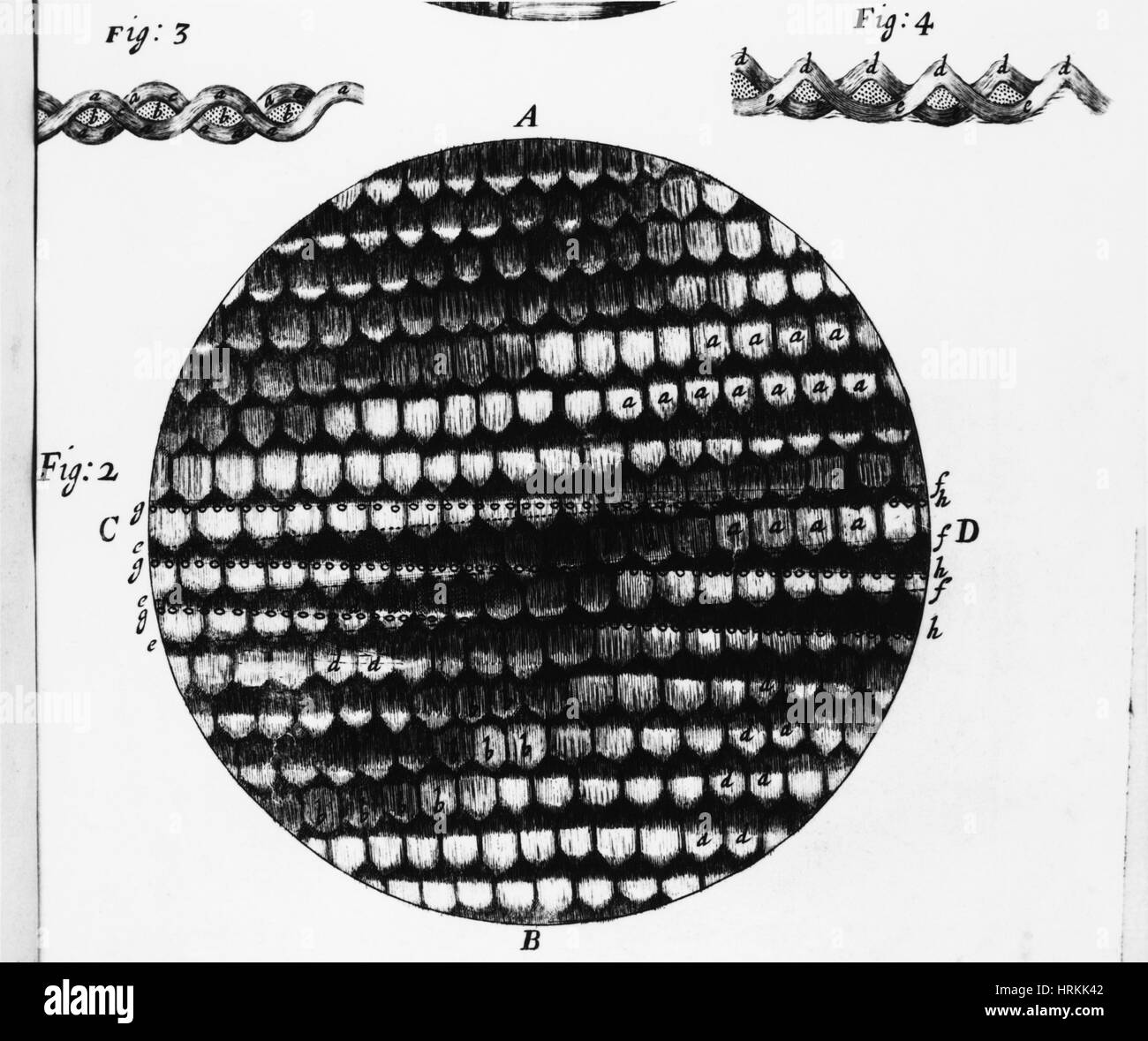 Micrographia Foto Stock