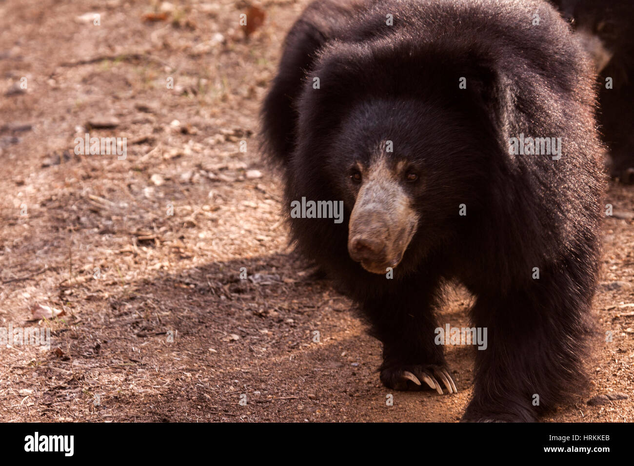 Bradipo recare nel Parco Nazionale in India Foto Stock