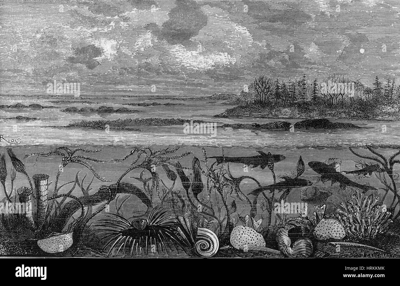 Carbonifero vita marina Foto Stock