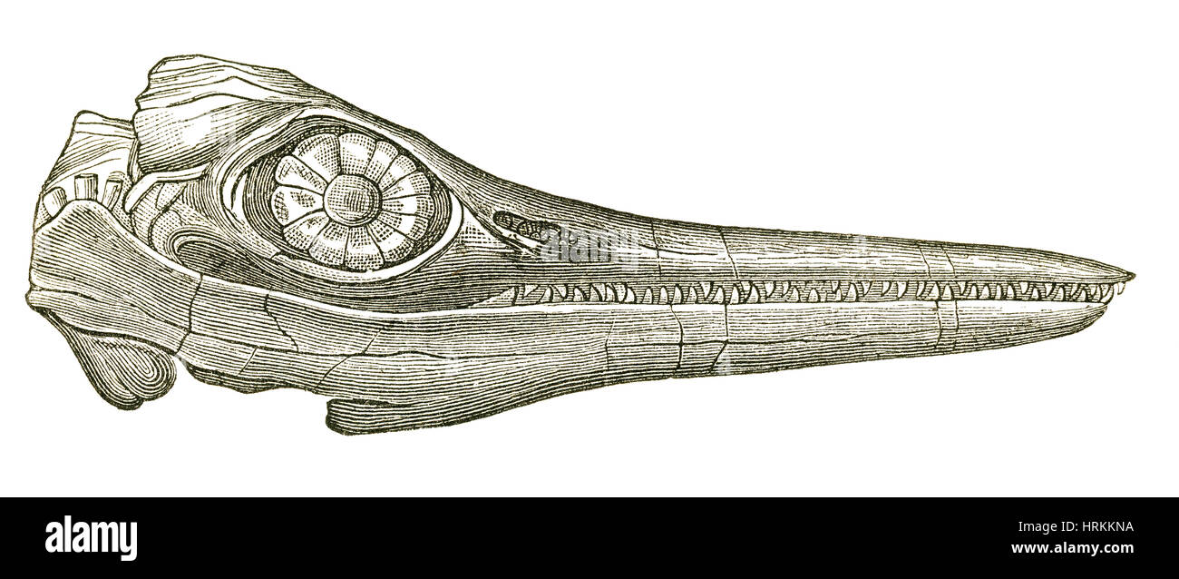 Ichthyosaurus cranio Foto Stock