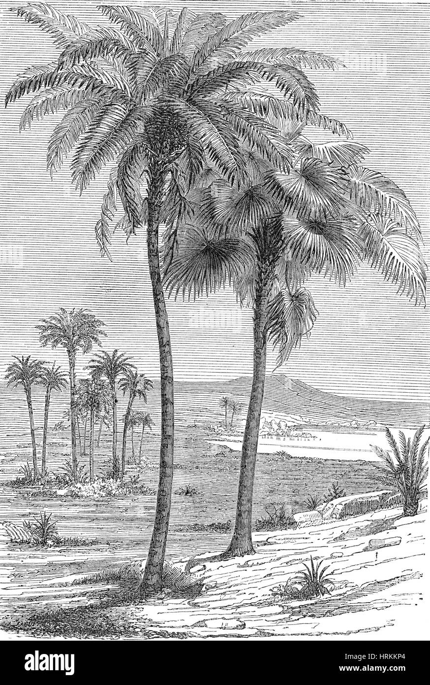 Preistorici, Cretaceo paesaggio Foto Stock