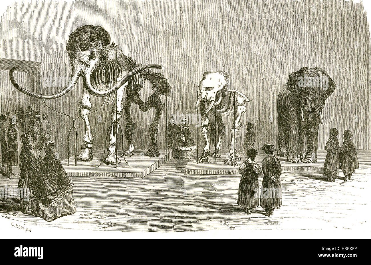 Mammoth e gli elefanti Foto Stock
