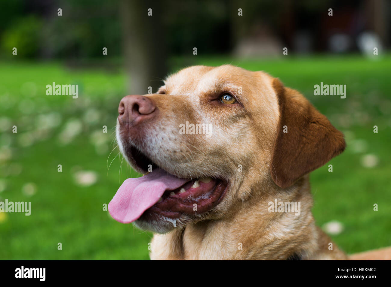 Il Labrador a giocare in giardino Foto Stock