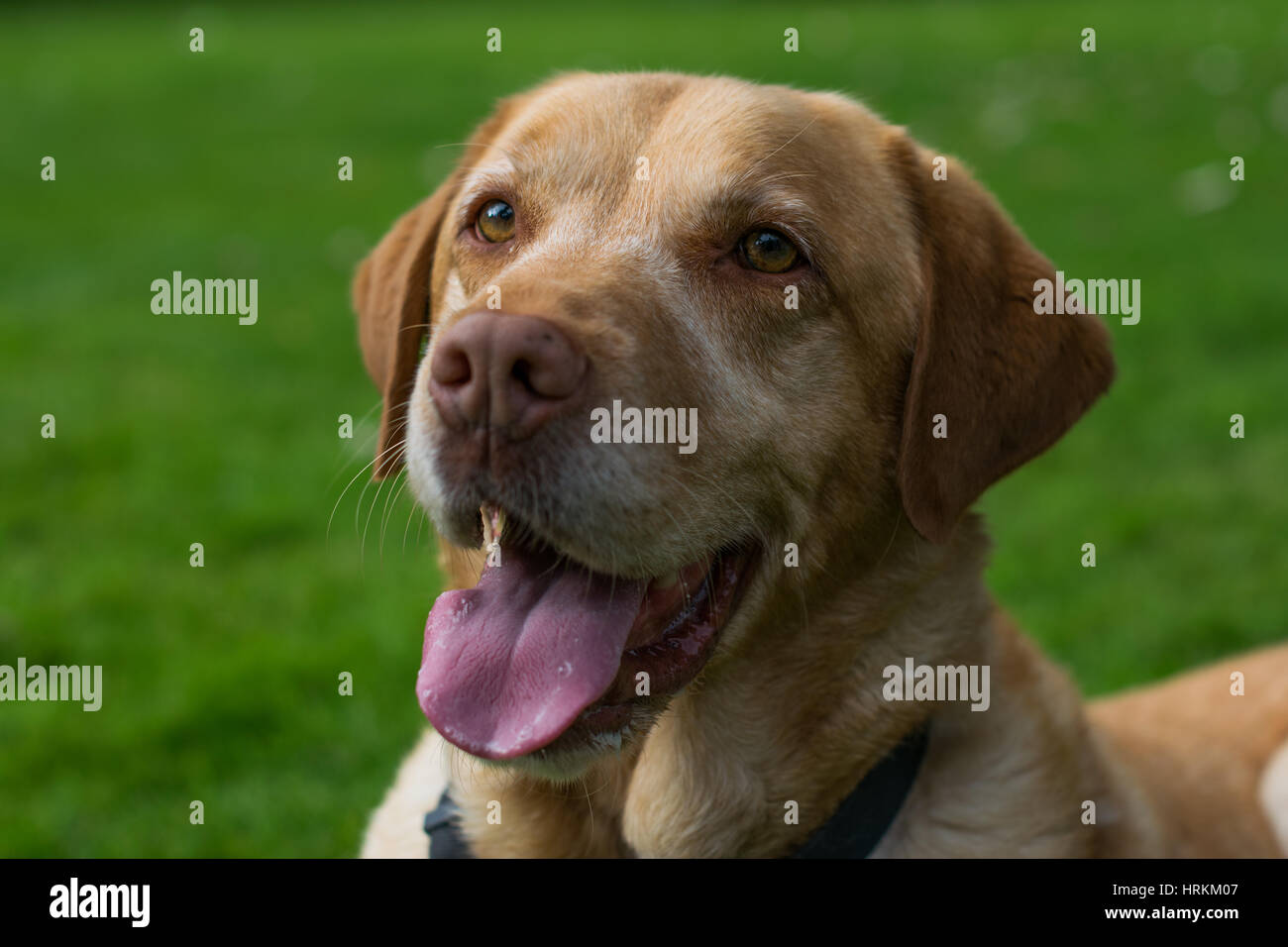 Il Labrador a giocare in giardino Foto Stock