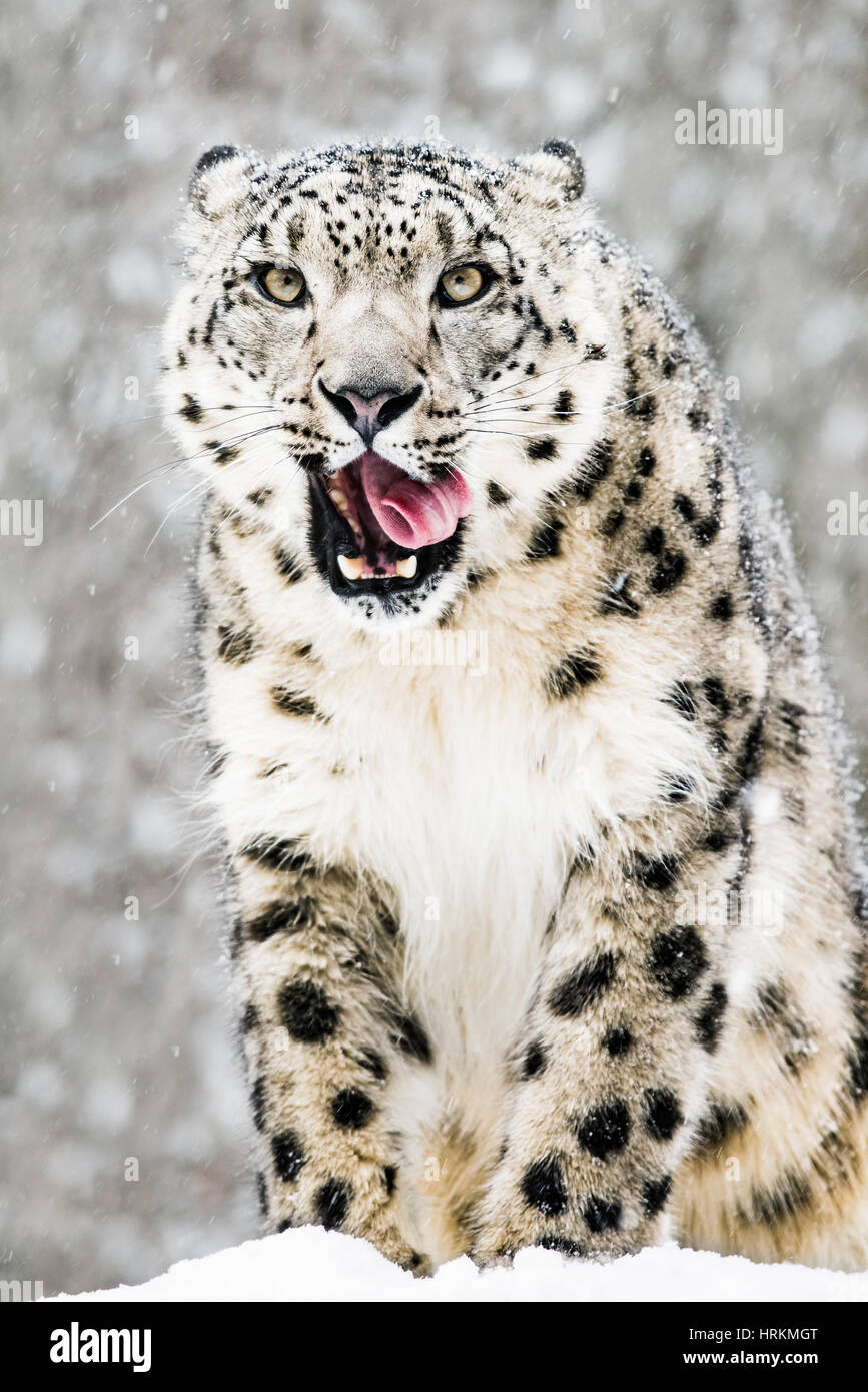 Ritratto frontale di un Snow Leopard leccare i suoi denti in una tempesta di neve Foto Stock