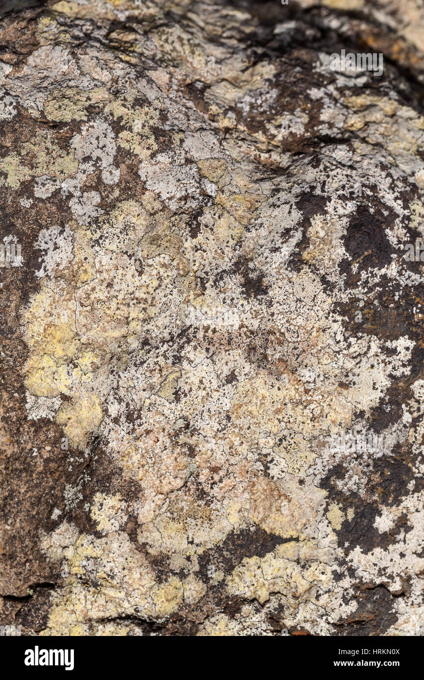 Immagine di sfondo di licheni e muschi texture Foto Stock