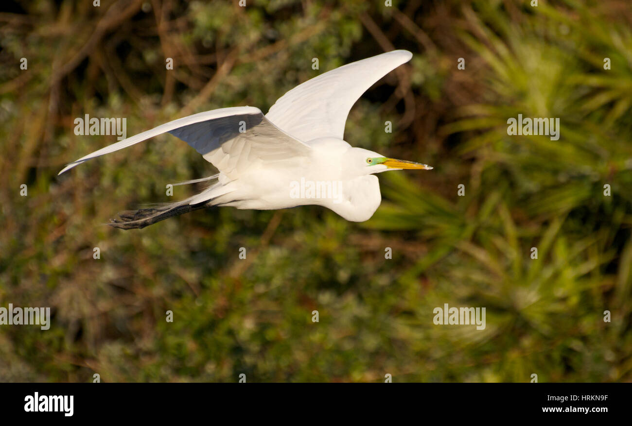 Airone bianco maggiore, Ardea alba, volare con le ali estese e piante o scrub in background Foto Stock