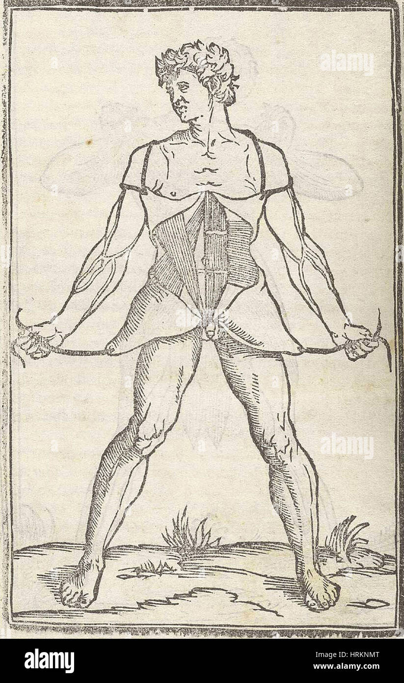 Storico illustrazione anatomica Foto Stock